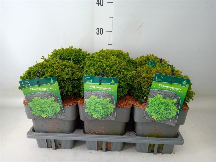 <h4>Chamaecyparis pis.   ...</h4>