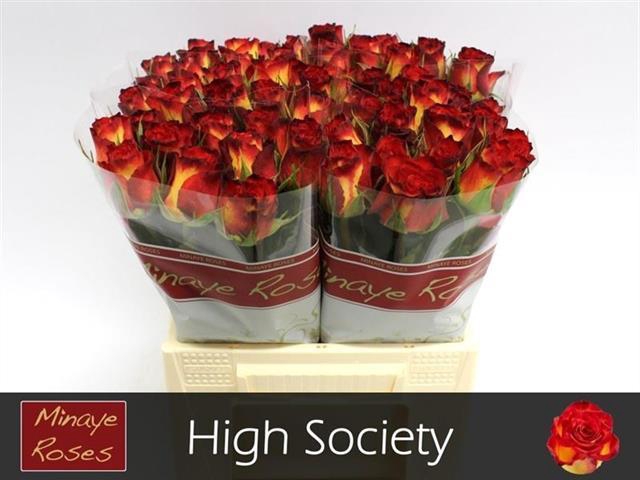 <h4>R GR HIGH SOCIETY</h4>