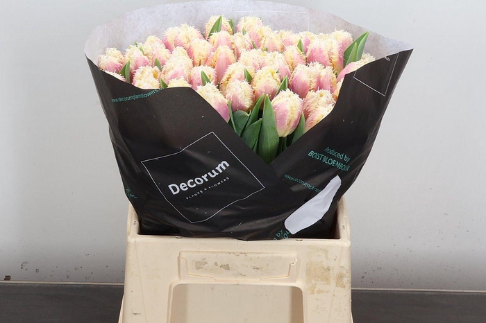 <h4>Tu Fr Hawaii</h4>