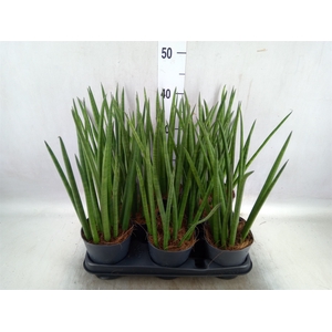 Sansevieria cyl.  ...