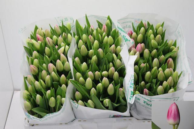 <h4>TU EN CIRCUIT</h4>