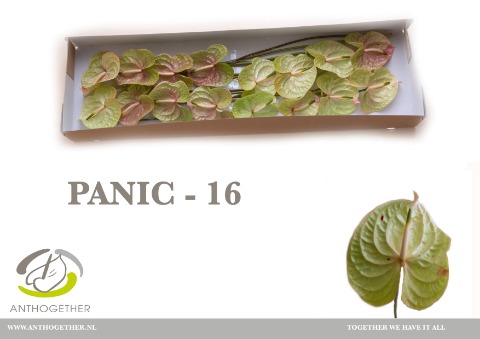 <h4>Anthurium Panic</h4>