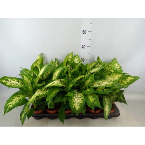 Dieffenbachia  'Compacta'