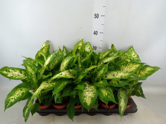 <h4>Dieffenbachia  'Compacta'</h4>