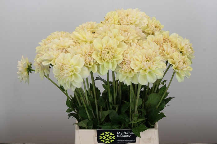 <h4>Dahlia Overig</h4>