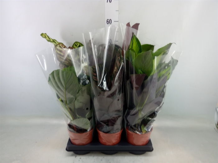 <h4>Calathea   ...mix</h4>