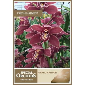 CYMB T GRAND CANYON .