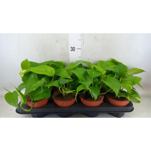 Epipremnum pinn. 'Aureum'