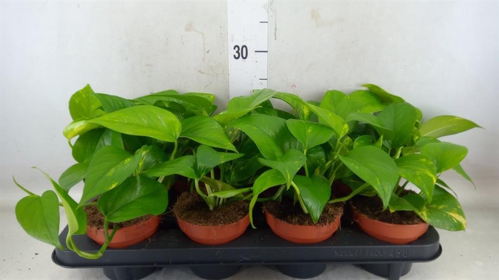 <h4>Epipremnum pinn. 'Aureum'</h4>