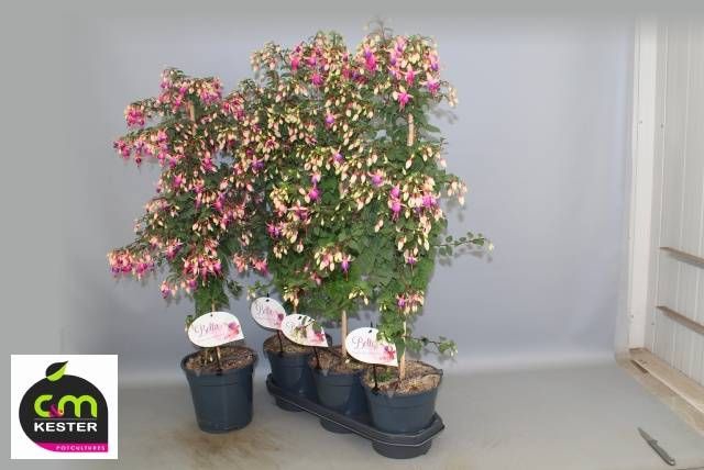 <h4>FUCHSIA OV</h4>