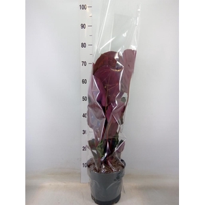 Calathea  'Medallion'