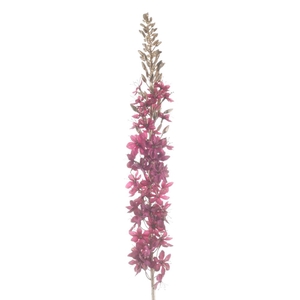 Af Eremurus L109cm Magenta