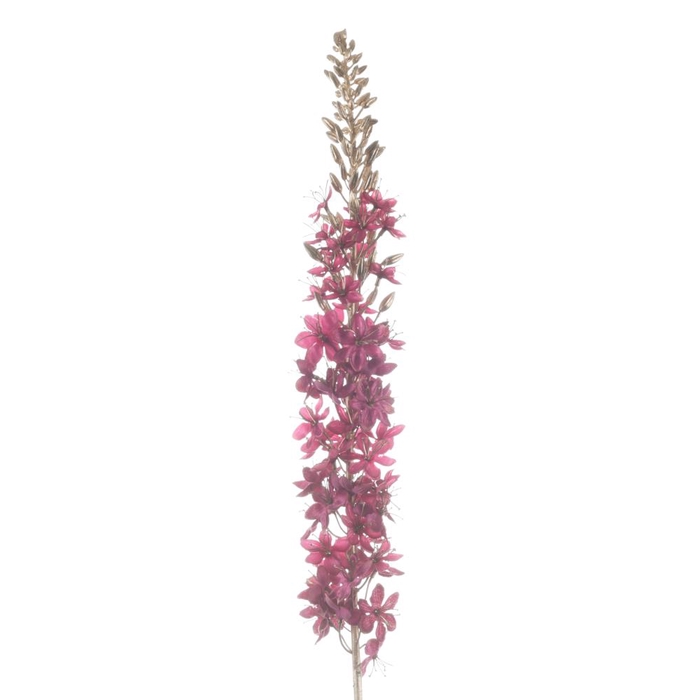 <h4>Af Eremurus L109cm Magenta</h4>