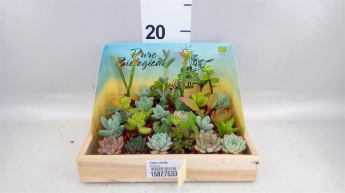 <h4>Succulents   ...</h4>