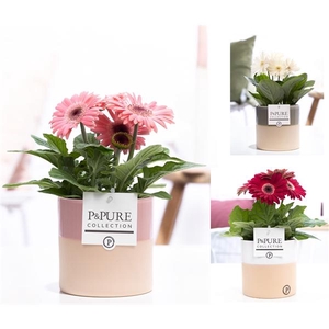 Gerbera gemengd