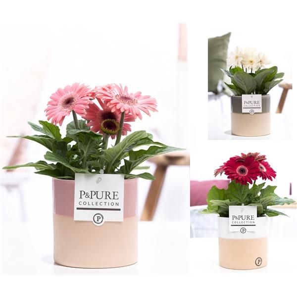 <h4>Gerbera gemengd</h4>