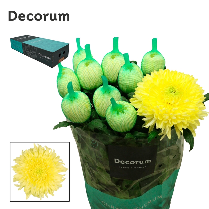 <h4>Chrysanten Chr G Magnum Yellow</h4>