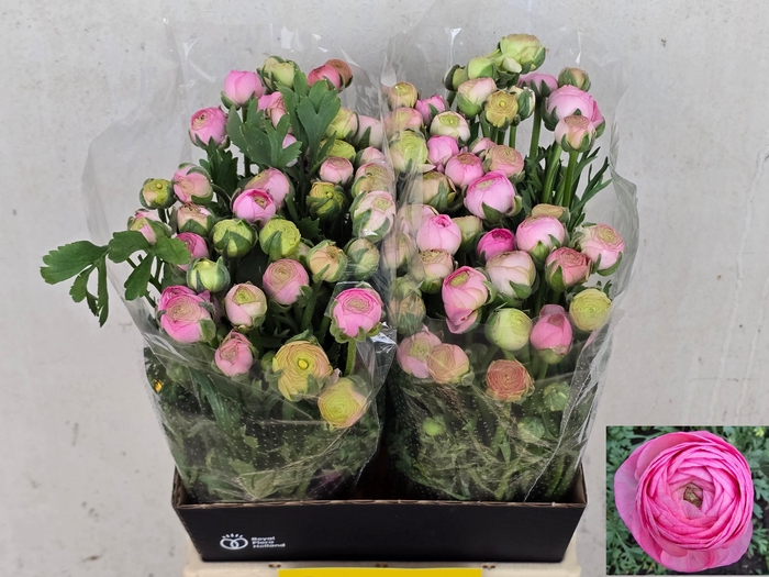 <h4>RAN AAZUR LI PINK</h4>