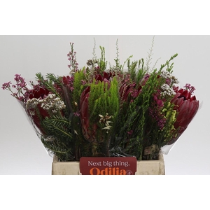BQ Protea Sharon SFB