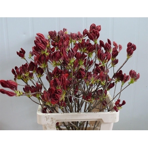 Rhodo ( Azalea ) Red 60cm P Stem