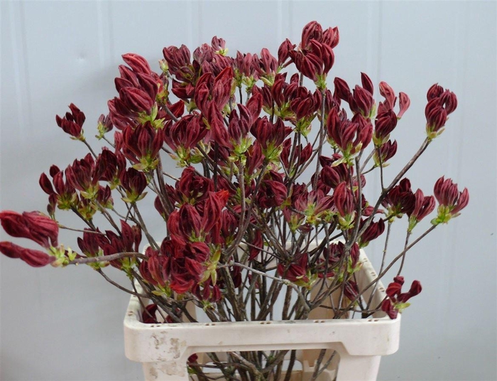 <h4>Rhodo ( Azalea ) Red 60cm P Stem</h4>