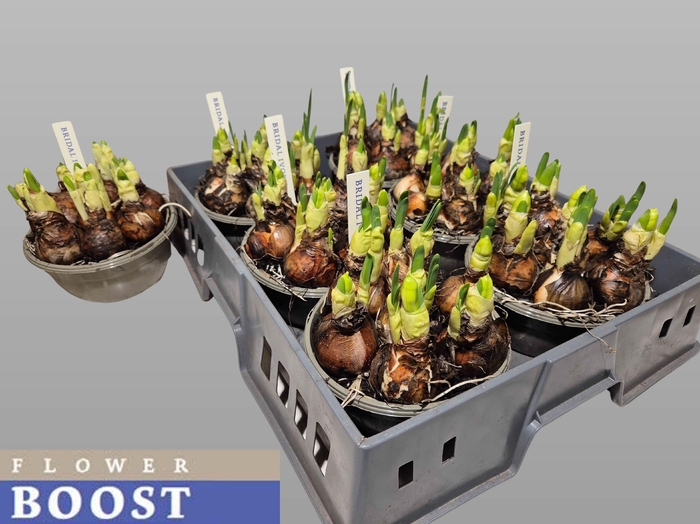 <h4>NARC D BRIDAL CROWN</h4>