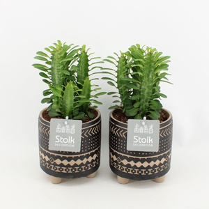 Euphorbia Trigona Groen in Maya pot