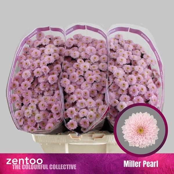 <h4>CHR SAN MILLER PEA</h4>