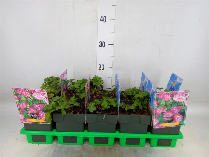 <h4>Astrantia major</h4>