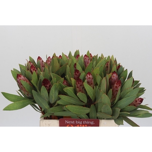 Protea Robijn