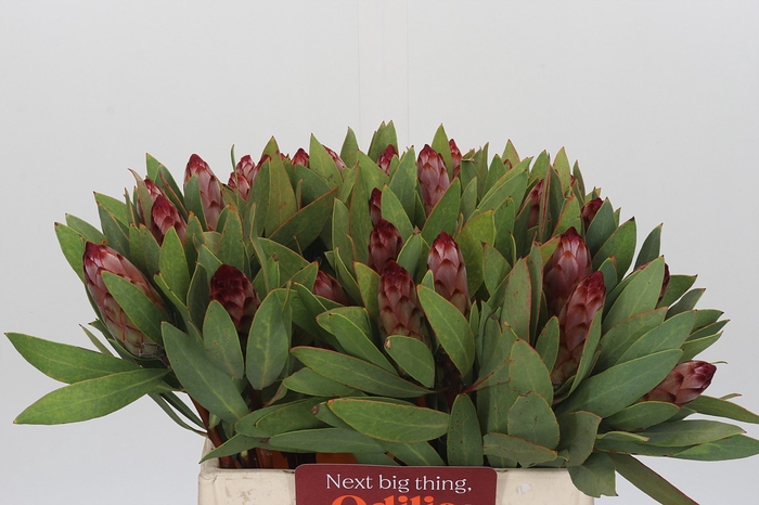 Protea Robijn