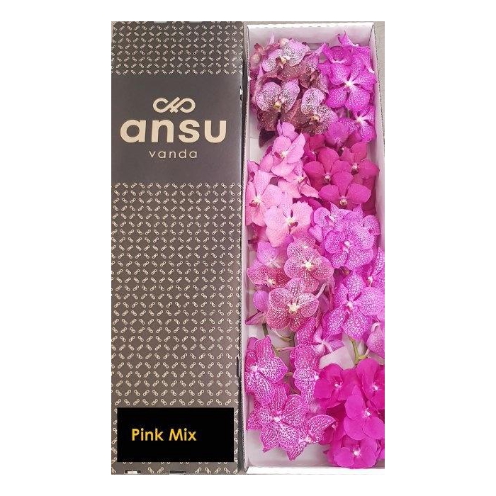 <h4>Vanda T Gemengd</h4>