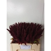 Amar Hy Pygmy Torch Red
