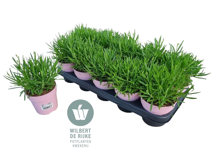 <h4>Lavendel angustifolia Rosea Lavandula (Roze)</h4>