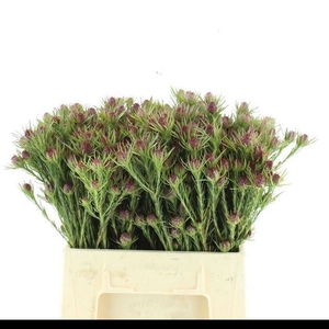LEUCAD JUBILEE CROWN