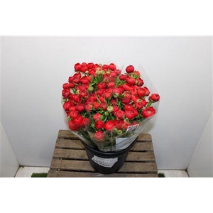 Ranunculus Elegance Red