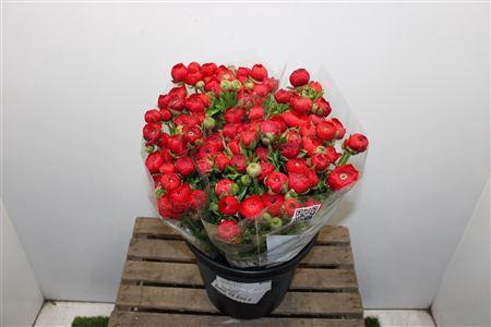 <h4>Ranunculus Elegance Red</h4>