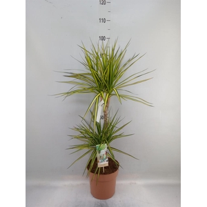 Dracaena marg. 'Sunray'