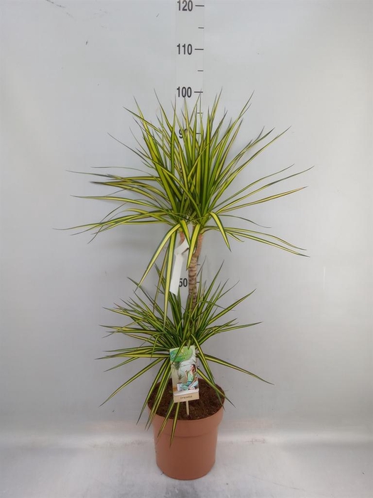 <h4>Dracaena marg. 'Sunray'</h4>