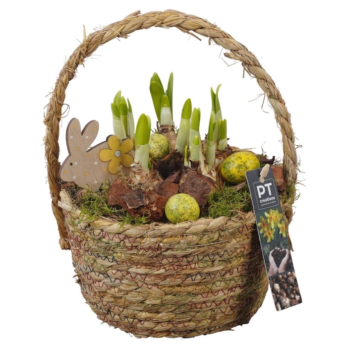 <h4>Arr.  Narcissus Tete Tete L%</h4>