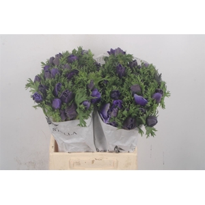 Anemone Mistral Blue