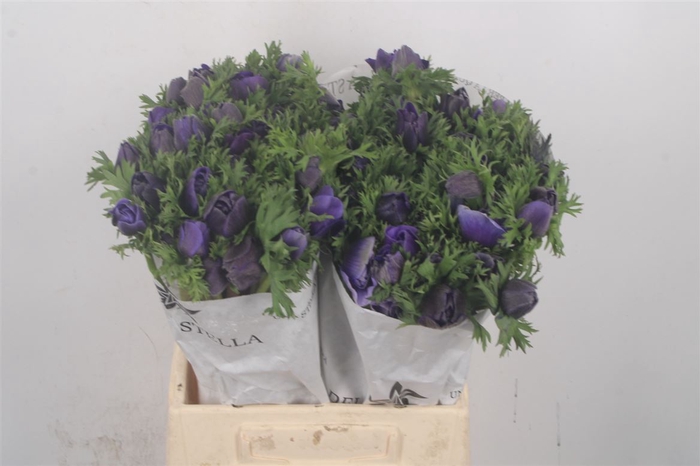 <h4>Anemone Mistral Blue</h4>