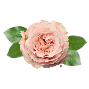 R GR SHIMMER Naranjo