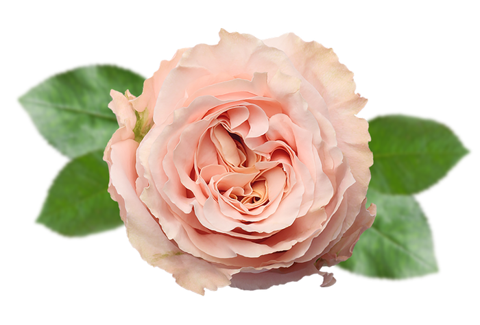 <h4>R GR SHIMMER Naranjo</h4>