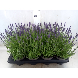 Lavandula angus. 'Lavance Purple'