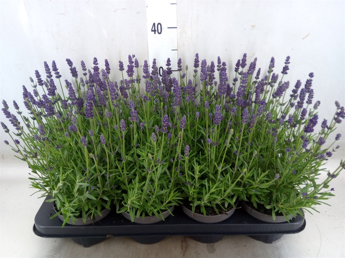 <h4>Lavandula angus. 'Lavance Purple'</h4>