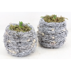 arr4 Hyacint FL - Naturel lights