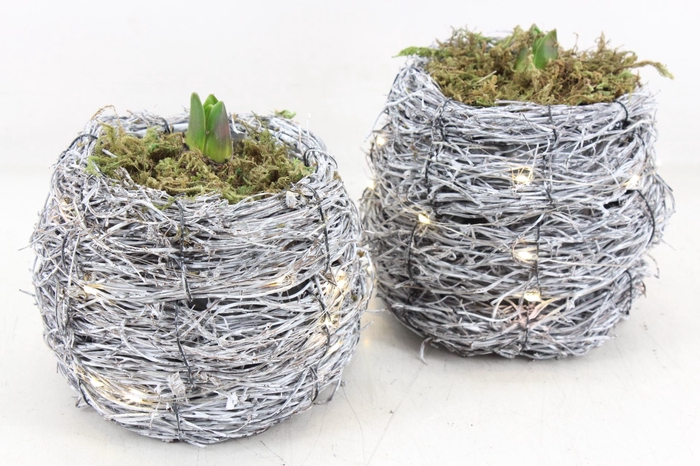 <h4>arr4 Hyacint FL - Naturel lights</h4>