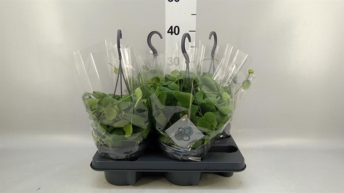 <h4>Dischidia platyphylla</h4>
