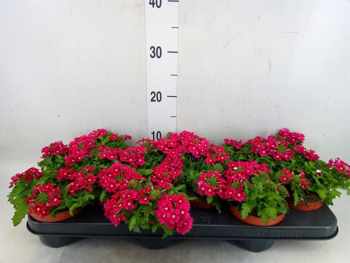 <h4>Verbena   ...</h4>